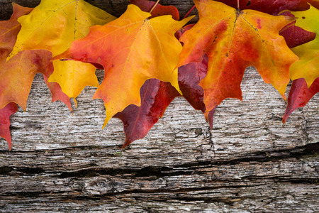 Fall maple leaf on wooden tableの写真素材