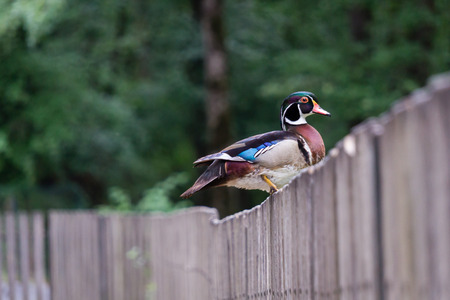 Male mallard duck resting on wooden fenceの写真素材