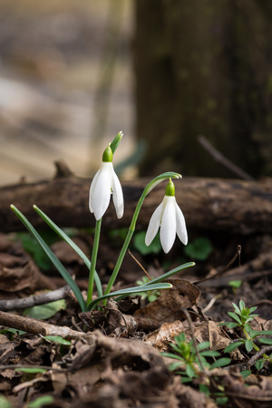 Common snowdrop flowerの写真素材