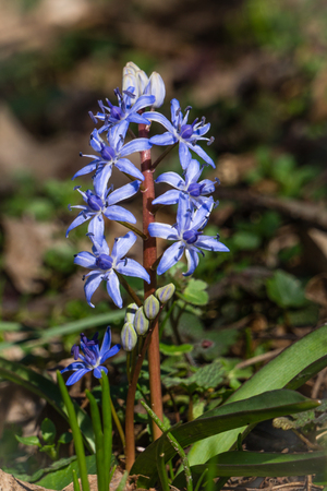 Scilla bifolia flower, known as the alpine squill or the two-leaf squillの写真素材