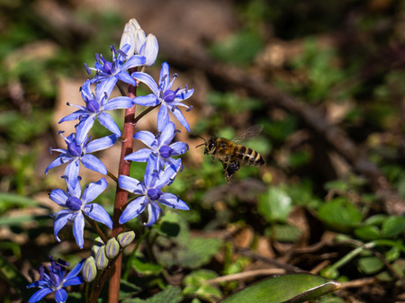 Scilla bifolia flower, known as the alpine squill or the two-leaf squillの写真素材