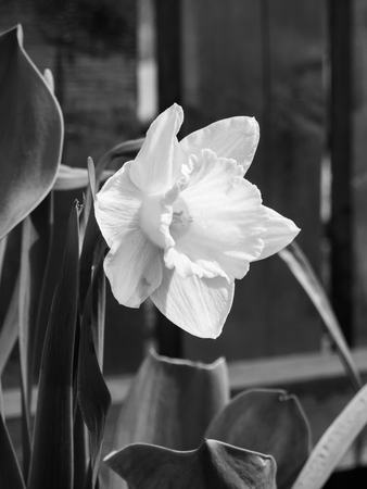 Black and White daffodilの写真素材