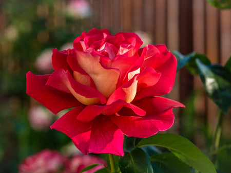 Red rose close-upの写真素材