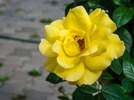 Close-up of yellow rose in the gardenの写真素材