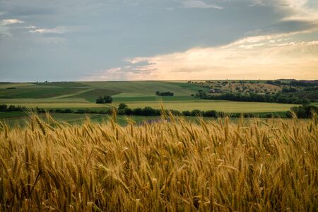 Summer landscape with wheat fields in sunset lightの写真素材