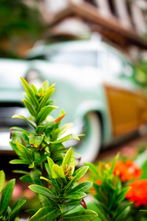 Green plant in the foreground with old car in blur behindの写真素材