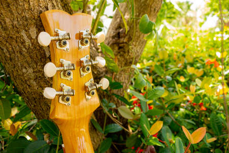 acoustic guitar resting on tree seen to the tuners from behindの写真素材