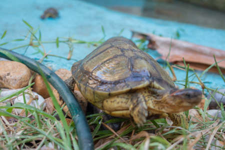 small reptiles, lizards and turtlesの写真素材