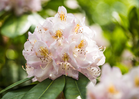 Rhododendron bloomingの写真素材