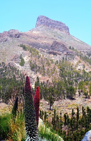Landscape With Vegetation On National Park Tenerife. Mountain Teide. Canary Islands.Spain.