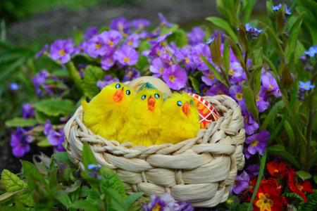Easter eggs and little chickens on a basket on a green grass on a garden