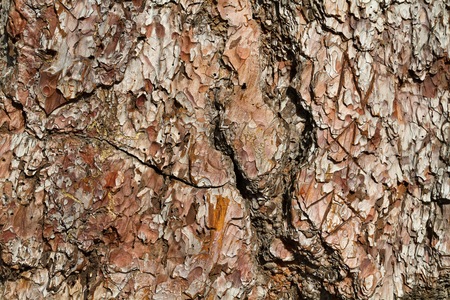 A full detail view of a tree bark with interesting shapes and textures on a bright dayの写真素材