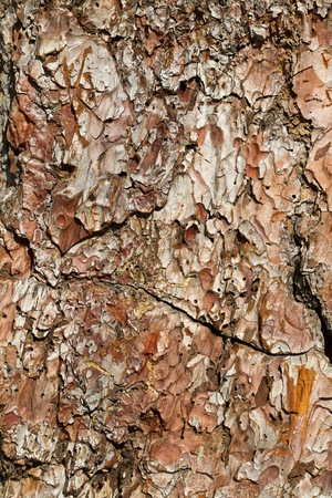 A full detail view of a tree bark with interesting shapes and textures on a bright dayの写真素材