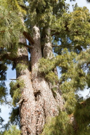 A view looking up the tree sideways seeing the brown tree bark and lush leaves on a bright dayの写真素材