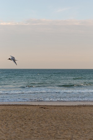 Golden sunset light with a flying sea bird flying in the sky at the beach with sand in Europe with a blue summer skyの写真素材