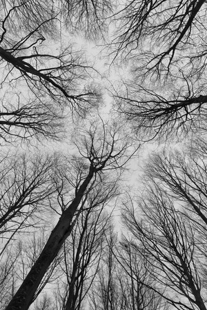 A black and white photo of trees in a forest with a perspective of looking up into the sky and isolate to see only the stem and branches of the trees in Europe with a fine art vintage frameの写真素材