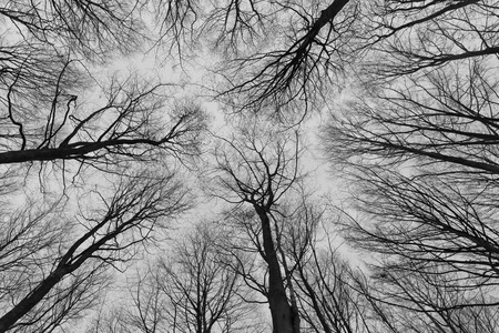 A black and white photo of trees in a forest with a perspective of looking up into the sky and isolate to see only the stem and branches of the trees in Europe  with a fine art vintage frameの写真素材
