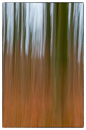 A conceptual photo using slow shutter speed of trees in a forest showing green and orange leavesの写真素材
