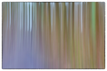 A conceptual photo using slow shutter speed of trees in a forest showing green, orange leaves and lavender coloursの写真素材