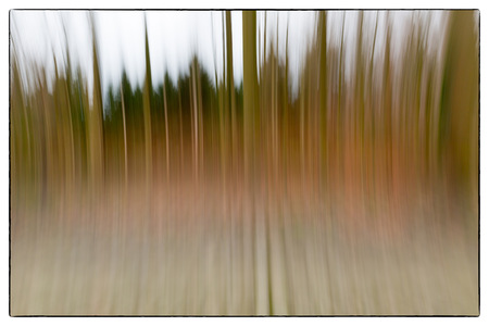 A conceptual photo using slow shutter speed of trees in a forest showing green and orange leavesの写真素材