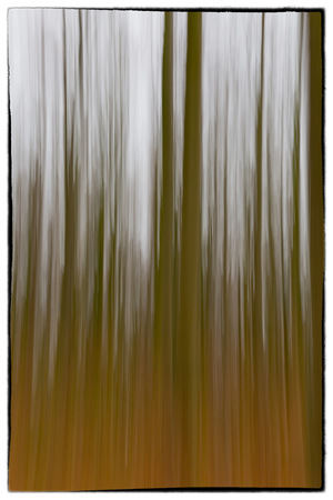 A conceptual photo using slow shutter speed of trees in a forest showing green and orange leavesの写真素材