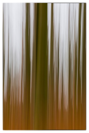 A conceptual photo using slow shutter speed of trees in a forest showing green and orange leavesの写真素材