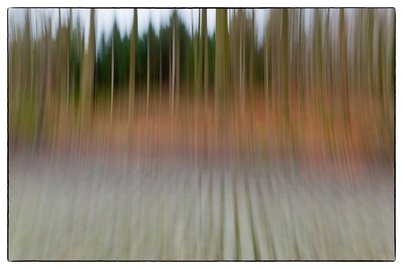 A conceptual photo using slow shutter speed of trees in a forest showing green, orange leaves and lavender coloursの写真素材