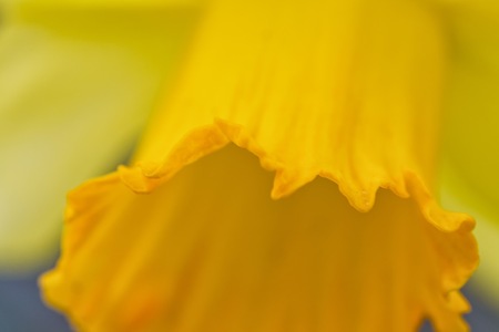 Beautiful yellow narcissus or daffodil flowers. Small DOF. Close-up.の写真素材