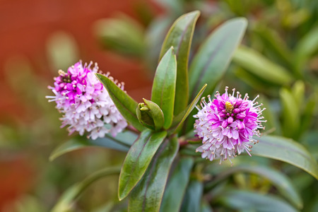 Variegated Hybrid Daphne, Daphnex Burkwoodii 'Carol Mackie'のeditorial素材