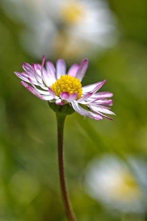 Spring flower Daisy extreme macro shot in a field of daisiesの写真素材