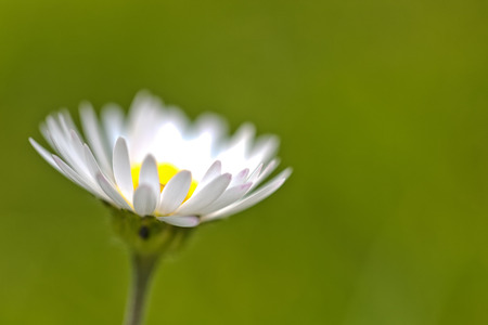 Spring flower Daisy extreme macro shot with green backgroundの写真素材