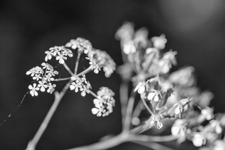 Bird-cherry branch with black background. Black and white photoの写真素材