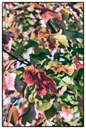 Red and Orange Autumn Leaves Background. Vintage filter and border