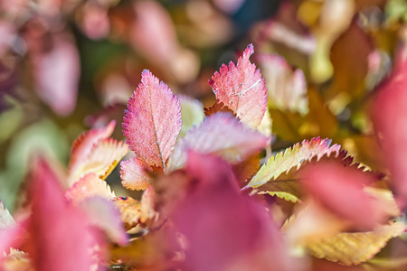 autumn leaves, very shallow focusの写真素材
