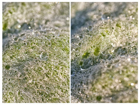 Collage of two vertical images of a macro photo showing frozen water drops on leaf with texture detailsの写真素材