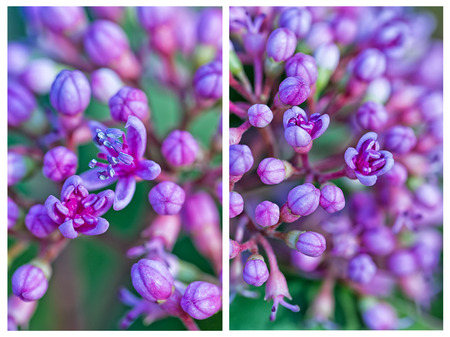 Collage of two Macro vertical images of an autumn lilac violet flowers, abstract soft floral backgroundの写真素材