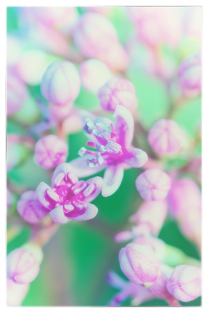 Macro image of autumn lilac violet flowers, abstract soft floral background, with a vintage filterの写真素材
