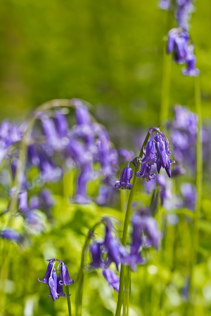 Belgium, Vlaanderen (Flanders), Halle. Macro photo of Bluebell flowers (Hyacinthoides non-scripta) carpet hardwood beech forest in early spring in the Hallerbos forest.の写真素材