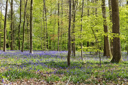 Belgium, Vlaanderen (Flanders), Halle. Bluebell flowers (Hyacinthoides non-scripta) carpet hardwood beech forest in early spring in the Hallerbos forest.の写真素材