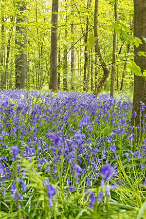 Belgium, Vlaanderen (Flanders), Halle. Bluebell flowers (Hyacinthoides non-scripta) carpet hardwood beech forest in early spring in the Hallerbos forest.の写真素材