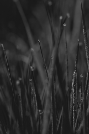 Macro of very small waterdrops on grass at dawn. Background is fully blurred, smooth natural bokeh.の写真素材