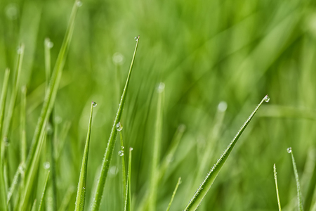 Macro of very small waterdrops on grass at dawn. Background is fully blurred, smooth natural bokeh.の写真素材
