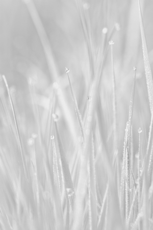 Macro of very small waterdrops on grass at dawn. Background is fully blurred, smooth natural bokeh.の写真素材