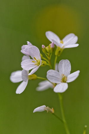 Soft and blur image. Beautiful white flowers blooming in the garden, close up on the background of green grass and leaves with sun lightの写真素材