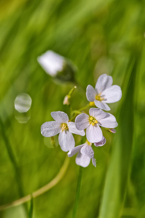 Soft and blur image. Beautiful white flowers blooming in the garden, close up on the background of green grass and leaves with sun lightの写真素材