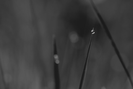 Macro of very small waterdrops on grass at dawn. Background is fully blurred, smooth natural bokeh.の写真素材