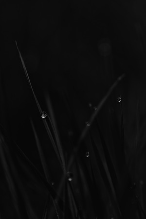 Macro of very small waterdrops on grass at dawn. Background is fully blurred, smooth natural bokeh.の写真素材