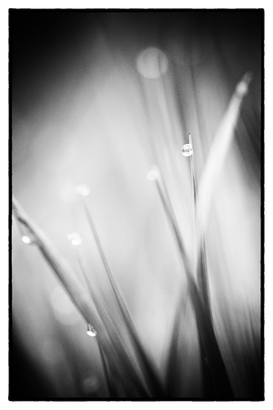 Macro of very small waterdrops on grass at dawn. Background is fully blurred, smooth natural bokeh.の写真素材