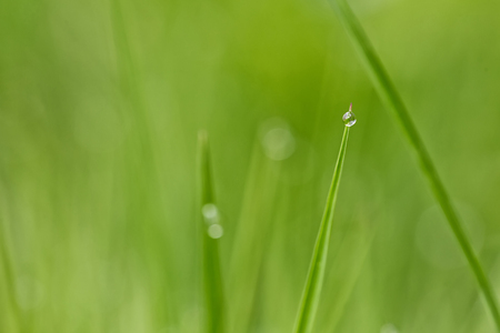 Macro of very small waterdrops on grass at dawn. Background is fully blurred, smooth natural bokeh.の写真素材