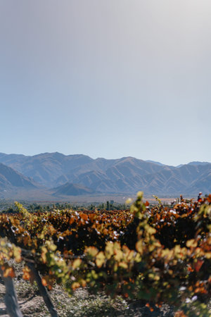 A mountain range with a clear blue sky and a few clouds. The mountains are covered in vines and the sky is bright and sunnyの写真素材